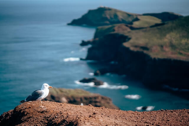 Foto de uma gaivota com uma costa escarpada como fundo